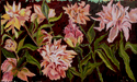 Blushing Peonies