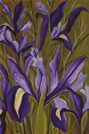 Center Iris