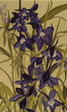 Crawling Delphinium