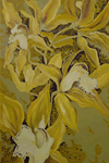 Ochre Orchids