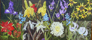 Texas Wildflowers